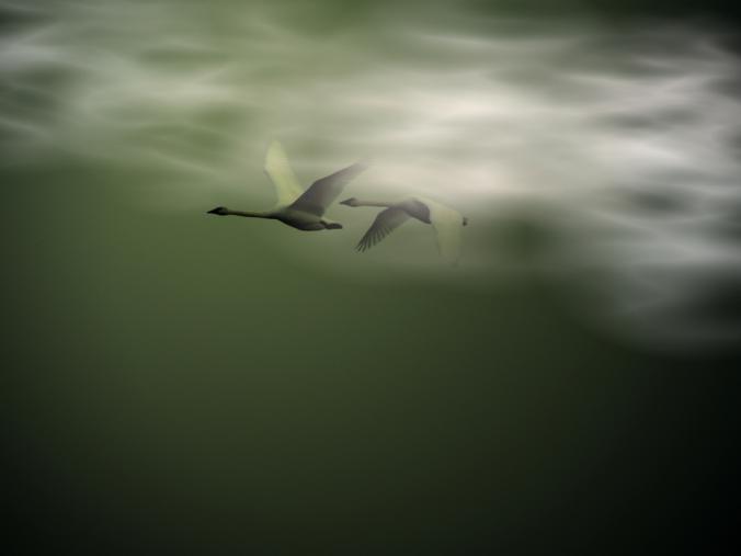 Swans in flight.
